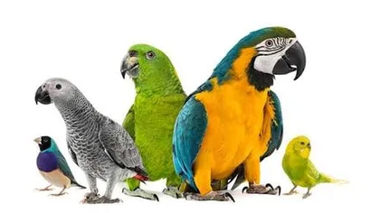 شناخت پرندگان خانگی و معرفی گونهها و نژادهای محبوب؛ راهنمای جامع ویژگیها، رفتار و شرایط نگهداری